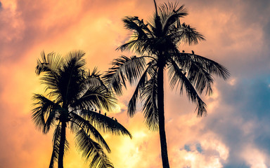 birds on a palm on sunset