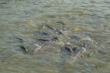 Fish eat in the pond