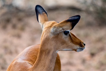 Antílopes en Serengueti, Tanzania