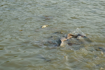 Fish eat in the pond