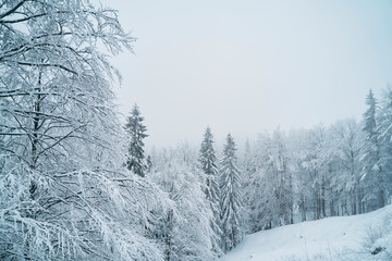 beautiful nature covered in snow