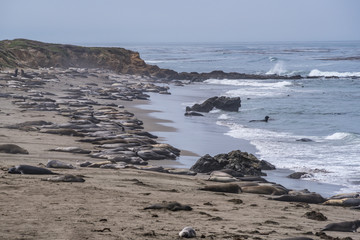 Pacific Coast Highway (Highway 1), Big Sur, Morro, Cambria, Elephant Seals, California