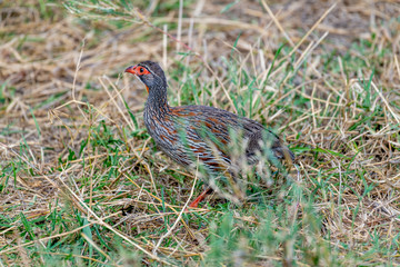 Ave, Serengueti, Tanzania