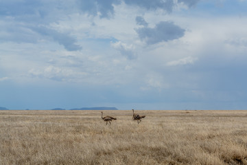 Fototapeta na wymiar Avestruces, Serengueti, Tanzania