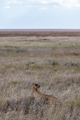 Safari en Serengeti