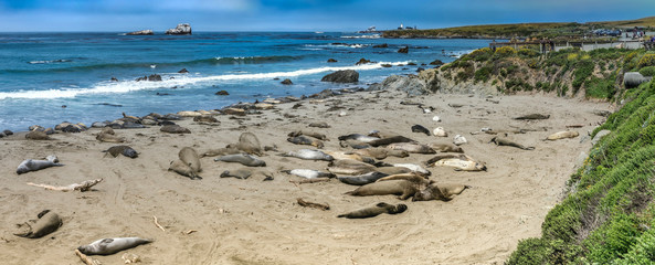 Pacific Coast Highway (Highway 1), Big Sur, Morro, Cambria, Elephant Seals, California