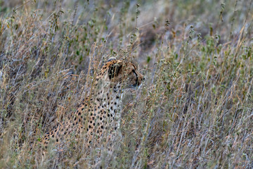 Guepardo, Serengueti, Tanzania