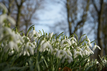 Obraz premium Schneeglöckchen