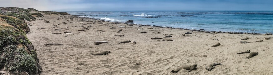 Pacific Coast Highway (Highway 1), Big Sur, Morro, Cambria, Elephant Seals, California