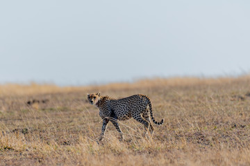 Safari en Serengeti