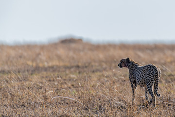 Guepardo, Serengueti, Tanzania