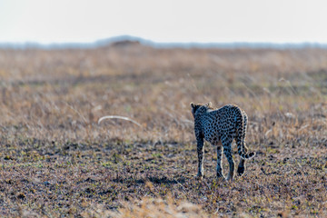 Safari en Serengeti