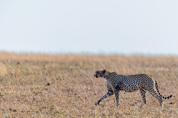 Guepardo, Serengueti, Tanzania