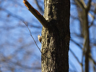 Fototapeta premium Baumläufer an Erle