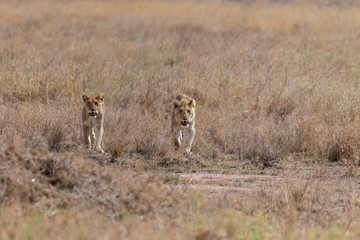 Safari en Serengeti