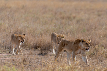 Plakat Safari en Serengeti