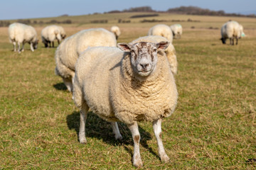 Naklejka na ściany i meble A close up of a sheep in the South Downs in Sussex, with a shallow depth of field