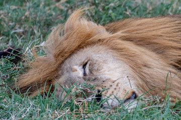 León durmiendo, Serengueti, Tanzania