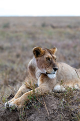 Safari en Serengeti