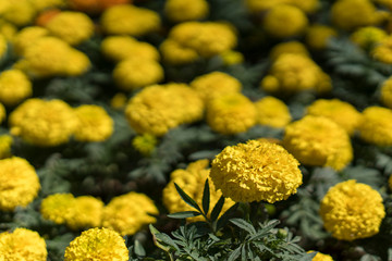 Many yellow marigold flowers on the flowerbed.