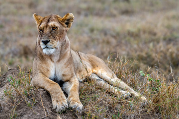 Safari en Serengeti