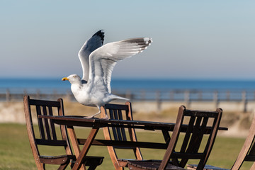 Möwen sind an der Ostsee- oder Nordseeküste vielerorts zu einer regelrechten Plage geworden....