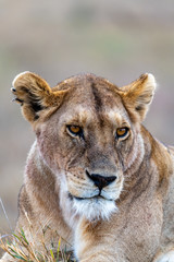Safari en Serengeti
