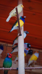 Australian finch Gouldian