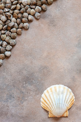 Fresh raw Surf clam chamelea gallina and  scallop shells. Top view, close up on sand concrete background