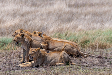 Leones, Serengueti, Tanzania
