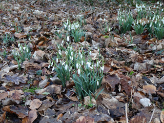 Schneeglöckchen blühen im Februar