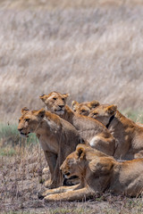 Leones en el Serengeti