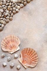 Fresh raw Surf clam chamelea gallina and  scallop shells. Top view, close up on sand concrete background
