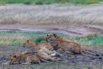 Leones, Serengueti, Tanzania