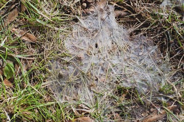 Snow mold in the grass, plant dissease.Gray snow mold (also called Typhula blight) is caused by Typhula spp., while pink snow mold (also called Fusarium patch) is caused by Microdochium nivalis. 