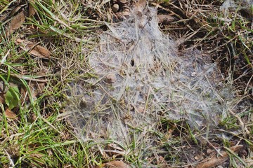 Snow mold in the grass, plant dissease.Gray snow mold (also called Typhula blight) is caused by...