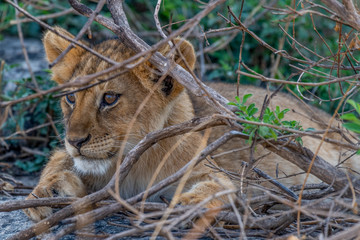 Leones en el Serengeti