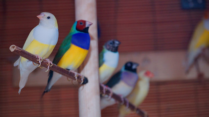 Australian finch Gouldian