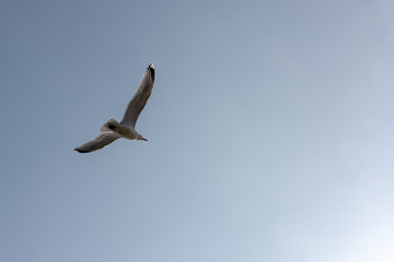 Silbermöwe im Flug vor blauem Himmel