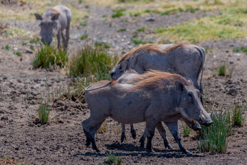 Pumba en el Serengeti