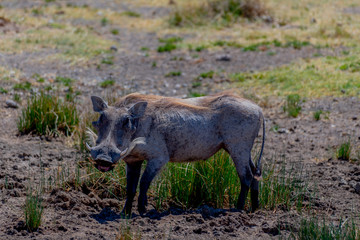 Pumba en el Serengeti