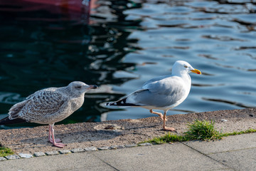 Silbermöwen, Jungmöwe bettelt eine Altmöwe um Futter an