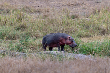 Hipopótamo en el Serengueti