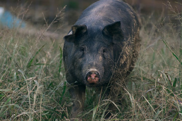 close-up of a pig in a field looking into the camera
