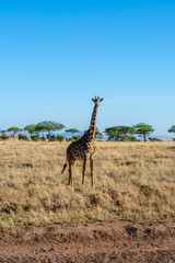 Jirafas en el Serengueti