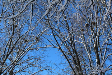 Fototapeta na wymiar tree branches in winter with bird nests and blue sky