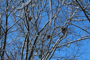 tree branches in winter with bird nests and blue sky