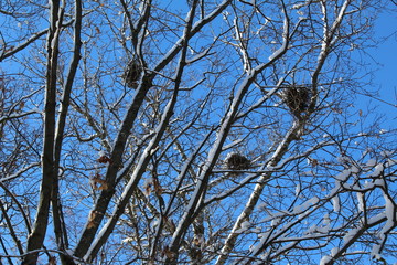 tree branches in winter with bird nests and blue sky