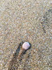 Vacation to Beach Shore coastline