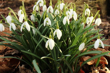 Schneeglöcken, Frühblüher im Frühling